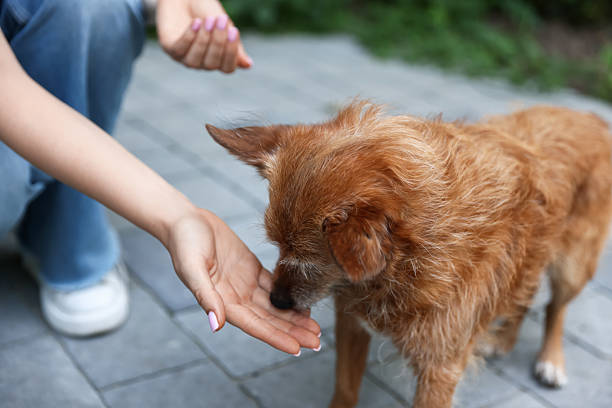 istock Volunteer with cute stray dog outdoors, closeup 2238825443