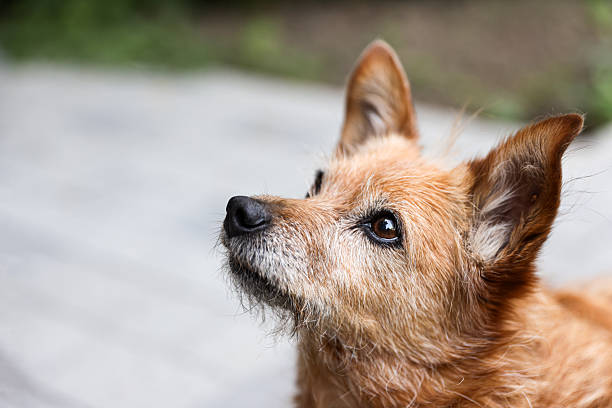 Portrait of a dog, head only, in profile with a black background.