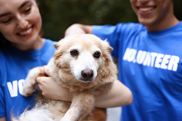 istock Volunteers with cute stray dog outdoors, selective focus 2238825541