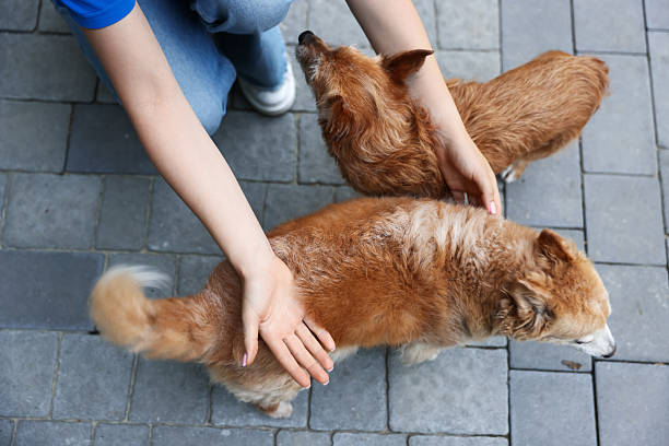 istock Volunteer with cute stray dogs outdoors, above view 2238825698