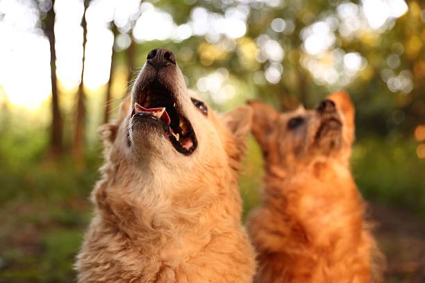 Cute stray dogs outdoors, selective focus. Homeless animal
