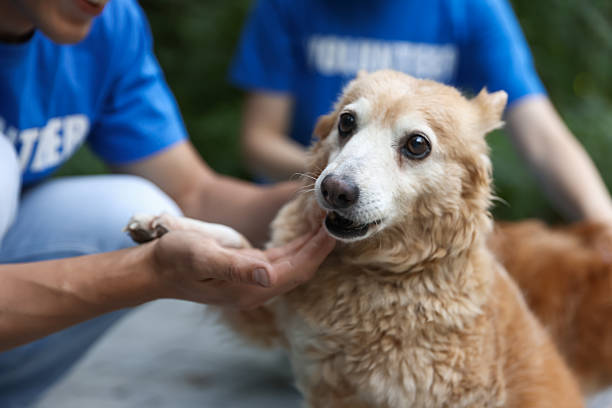 istock Volunteers with cute stray dogs outdoors, closeup 2238825976