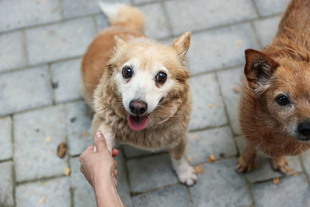 istock Volunteer with cute stray dogs outdoors, closeup 2238826048