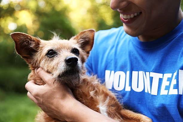 istock Volunteer with cute stray dog outdoors, closeup 2238826232