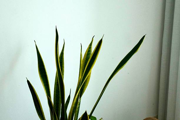 Indoor decorative snake plant (Sansevieria) with tall green leaves placed by a window. Minimalist home décor and natural lifestyle concept.