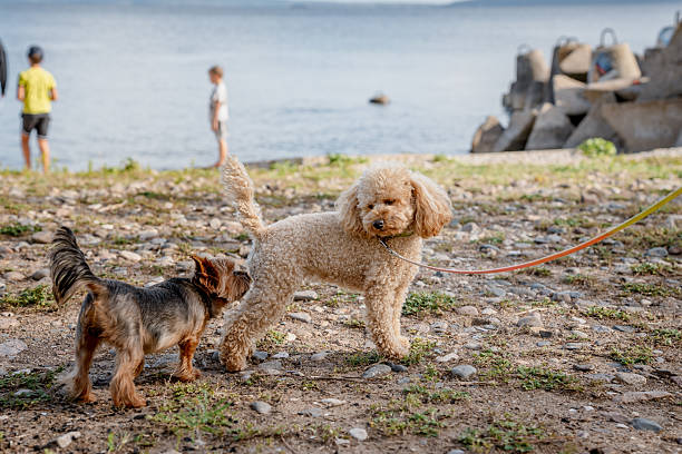 istock Toy poodle brown outdoor in summer 2238831186
