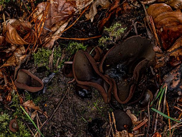 Wild mushrooms on tree trunk in nature.Black Forest - Germany.