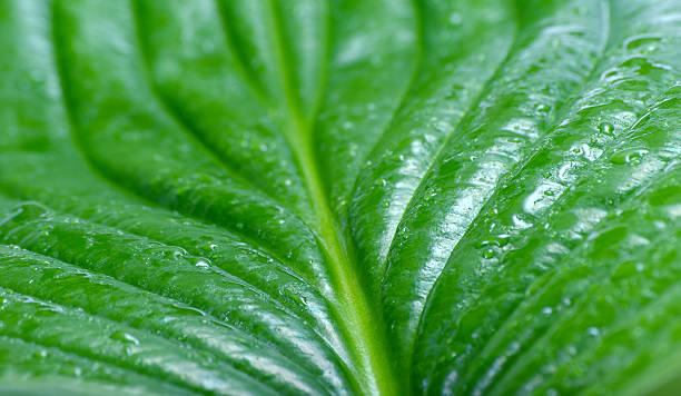 istock green leaf in droplets of water. close up. selective focus 2238832475
