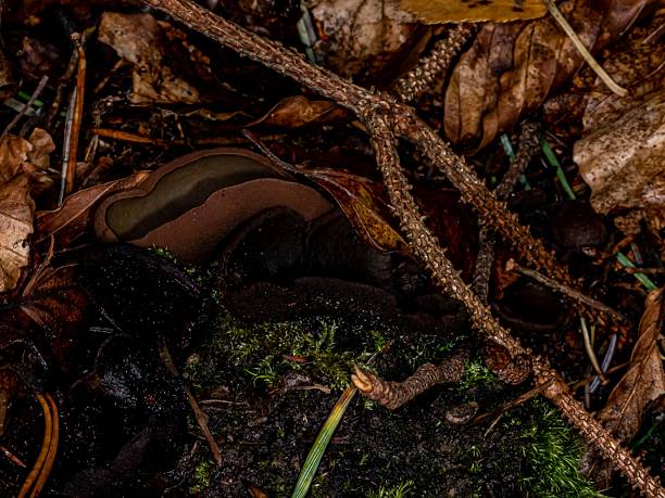 istock Jelly Ear Fungus & Twig. 2238832739