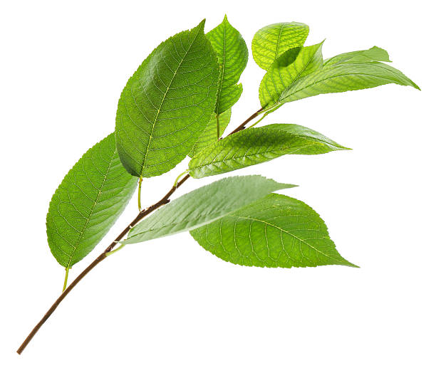 istock Tree branch with fresh green leaves isolated on white 2238832797