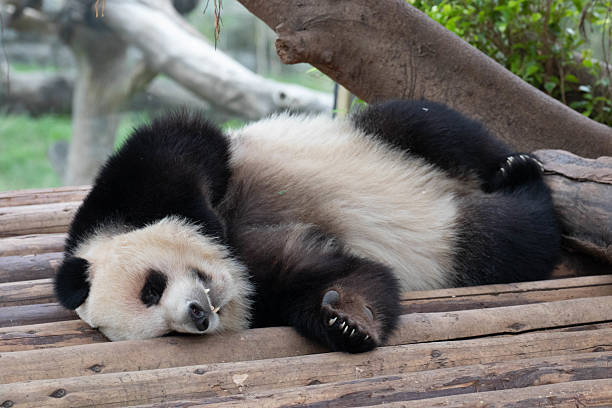 istock Close up Sleeping panda, China 2238840958