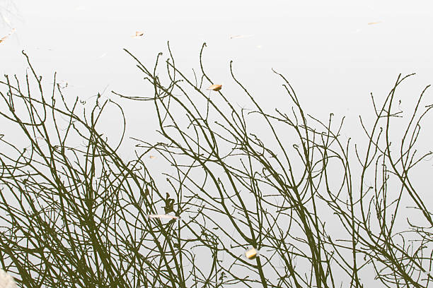 Autumn concept, leafless trees reflects on the surface of water