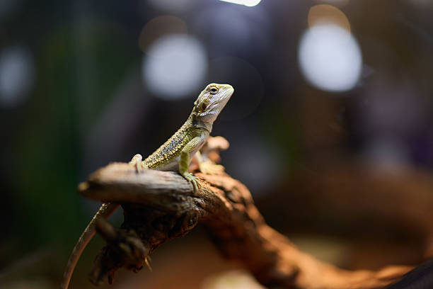 istock A vibrant lizard is perched gracefully on a branch within a captivating nature exhibit 2238843165