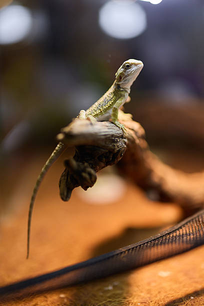 istock A beautiful lizard is seen relaxing comfortably on a branch while illuminated by studio lighting 2238844023