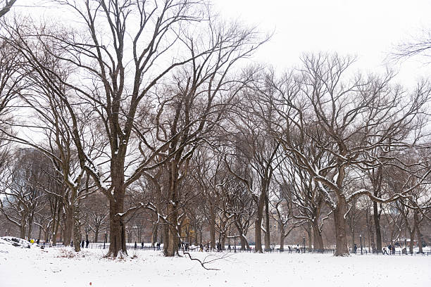 This is a winter landscape photograph of bare Elm trees standing on snow covered ground in Central Park in NYC.