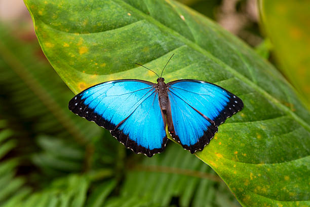 istock Blue Morpho Butterfly, Mindo, Ecuador 2238847907