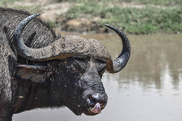 istock Buffalo in the swamp 2238850534