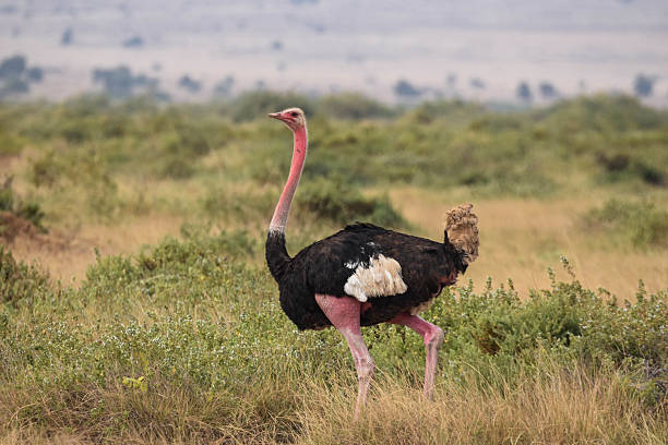 istock Big Bird ostrich vibes 2238850745