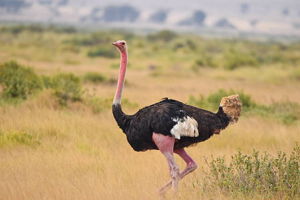 istock Big Bird ostrich vibes 2238850791
