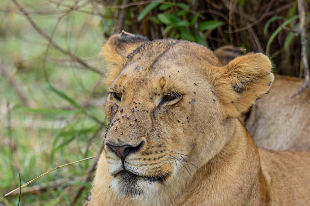 istock Lions in the jungle 2238850968