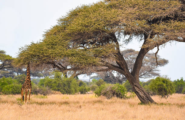istock Giraffe hiding in the trees 2238851001