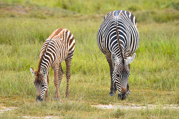 istock Life of Zebras 2238851736