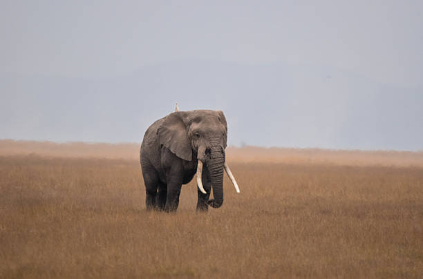 Lonely in the wild - African male elephant