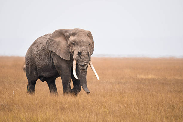 African elephant standing in the open savanna, surrounded by dry grass and distant acacia trees under a clear blue sky, symbolizing wildlife and safari adventure