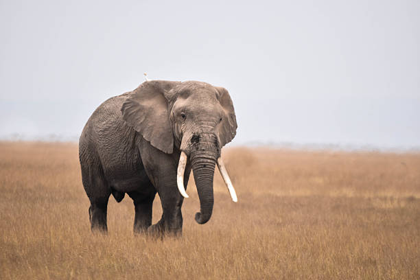 istock Lonely in the wild - African male elephant 2238851895