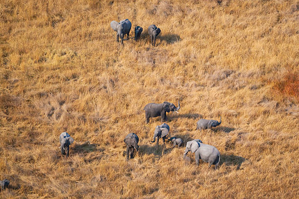 istock Elephants (Loxodonta africana) in savannah grassland from the air, Okavango Delta, Botswana 2238852258