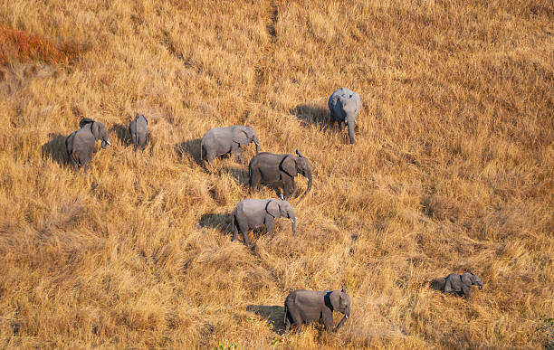 istock Elephants (Loxodonta africana) in savannah grassland from the air, Okavango Delta, Botswana 2238852263