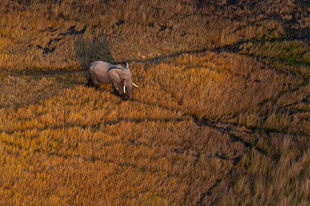 Aerial shot of an African elephant (Loxodonta africana) walking through savannah grassland in golden light in the Okavango Delta, Botswana. The Okavango Delta is a UNESCO World Heritage Site. The African elephant is classed as Endangered by the IUCN.