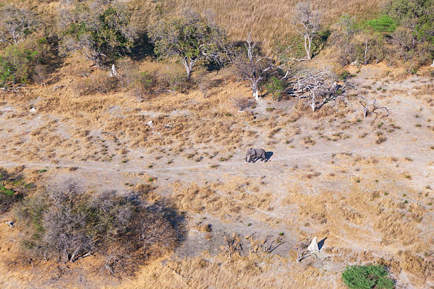 istock Elephant (Loxodonta africana) walking through savannah in the Okavango Delta, Botswana 2238852546