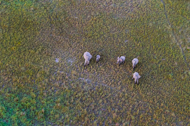 Taken in the Okavango Delta, Botswana
