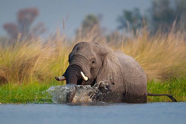African elephant (Loxodonta africana) feeding on water lilies while standing in a river channel in the Okavango Delta, Botswana. The Okavango Delta is a UNESCO World Heritage Site. The African elephant is classed as Endangered by the IUCN.