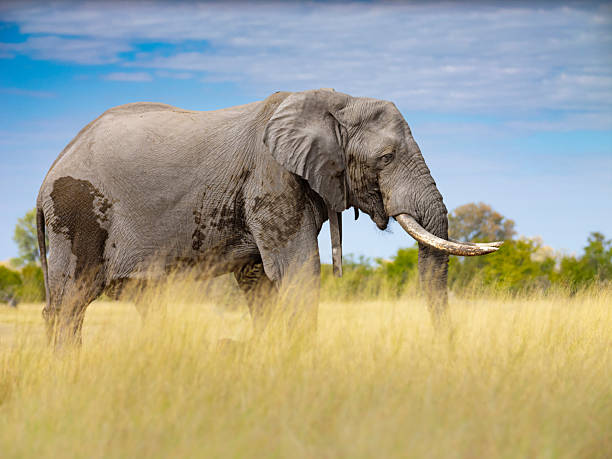 Afrikanischer Elefant / African elephant / Loxodonta africana