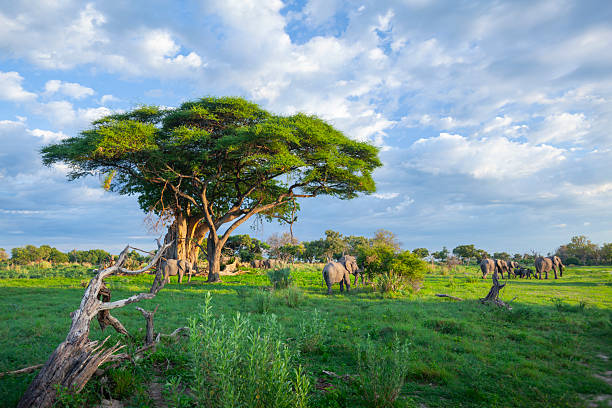Herd of African elephants (Loxodonta africana) feeding in savannah grassland in summer in the Okavango Delta, Botswana. The Okavango Delta is a UNESCO World Heritage Site. The African elephant is classed as Endangered by the IUCN.