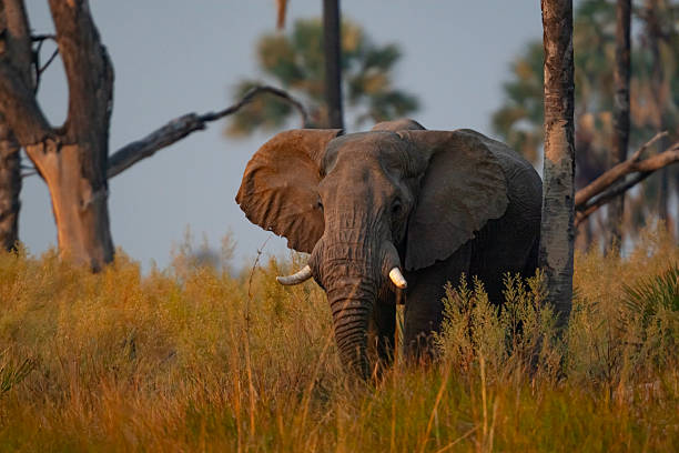 African elephant (Loxodonta africana) in evening light in savannah grassland in the Okavango Delta, Botswana. The Okavango Delta is a UNESCO World Heritage Site. The African elephant is classed as Endangered by the IUCN.