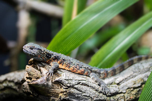 Red eyed crocodile skink
