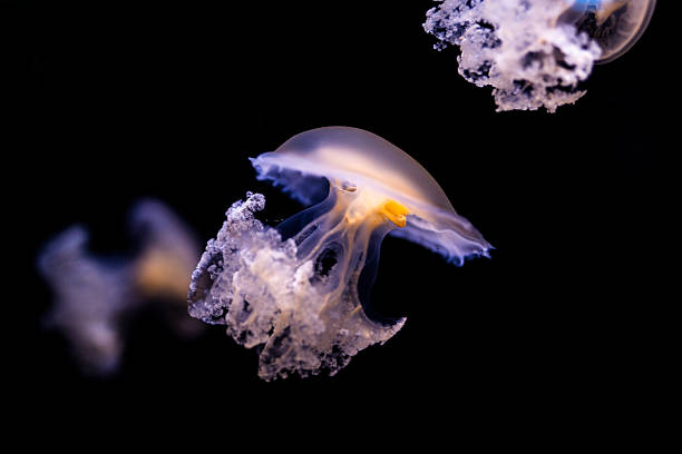 istock Glowing Jellyfish in Deep Water 2238857572