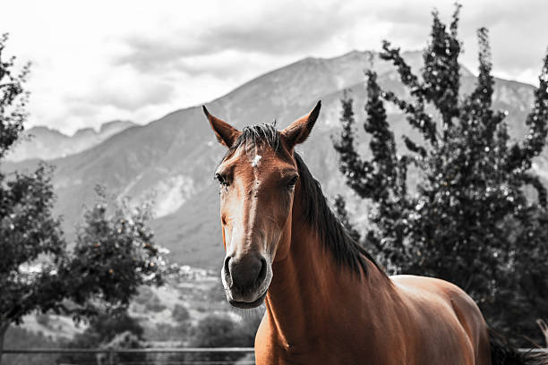 A close-up of a healthy brown horse looking directly at the camera. The horse is in full color, set against a desaturated gray background featuring trees and distant Alpine mountains on a bright, clear day.