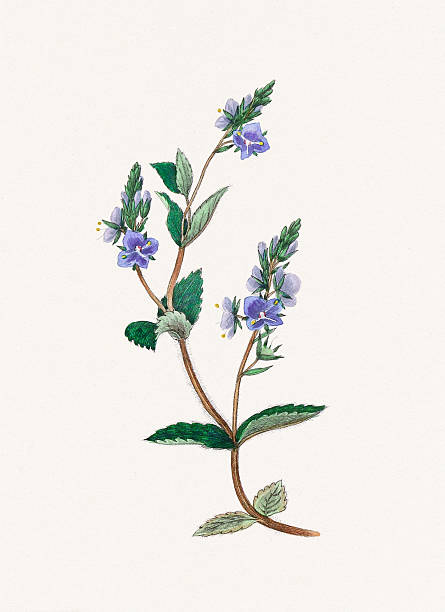 Vintage flower illustration, detailed flower plate from a botanical book published in London, 1849.