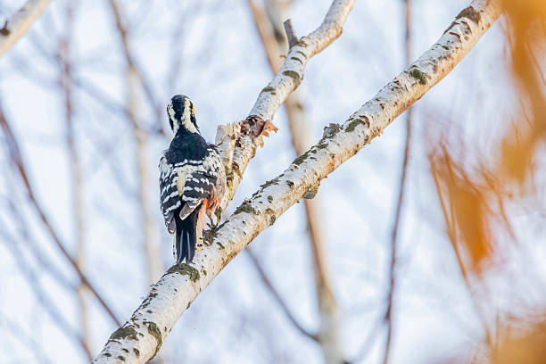 Great Spotted Woodpecker perched on a branch