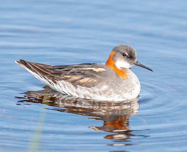istock red-necked phalarope swimming in a pond 2238860171