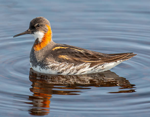 istock red-necked phalarope swimming in a lake 2238860184