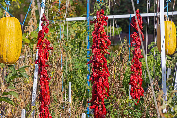 istock Red Chili Pepper Ristras 2238866223