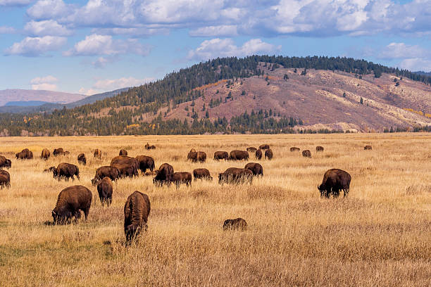 istock American Bison (Bison bison) graze on the prairie under a blue sky with scattered clouds 2238866305