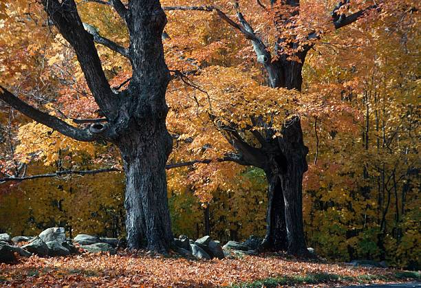 istock Two oak trees in autumn bloom in October. 2238868592
