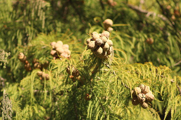 These photos were taken naturally and casually, during a morning walk. There are a variety of elements, textures, insects, colors, and animals. They are all part of a whole that lives in San Isidro, Argentina.