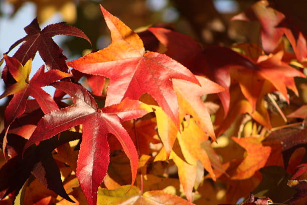 istock Nature Argentina, San Isidro 4 2238869082